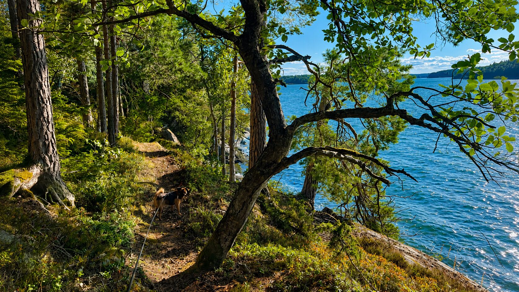 A natural landscape with a forested area, a clear view of a lake, and a rocky shoreline.