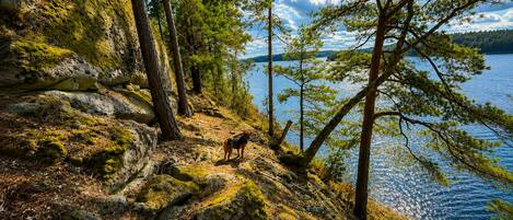 A natural landscape with a body of water, trees, and a dog on a rocky terrain.
