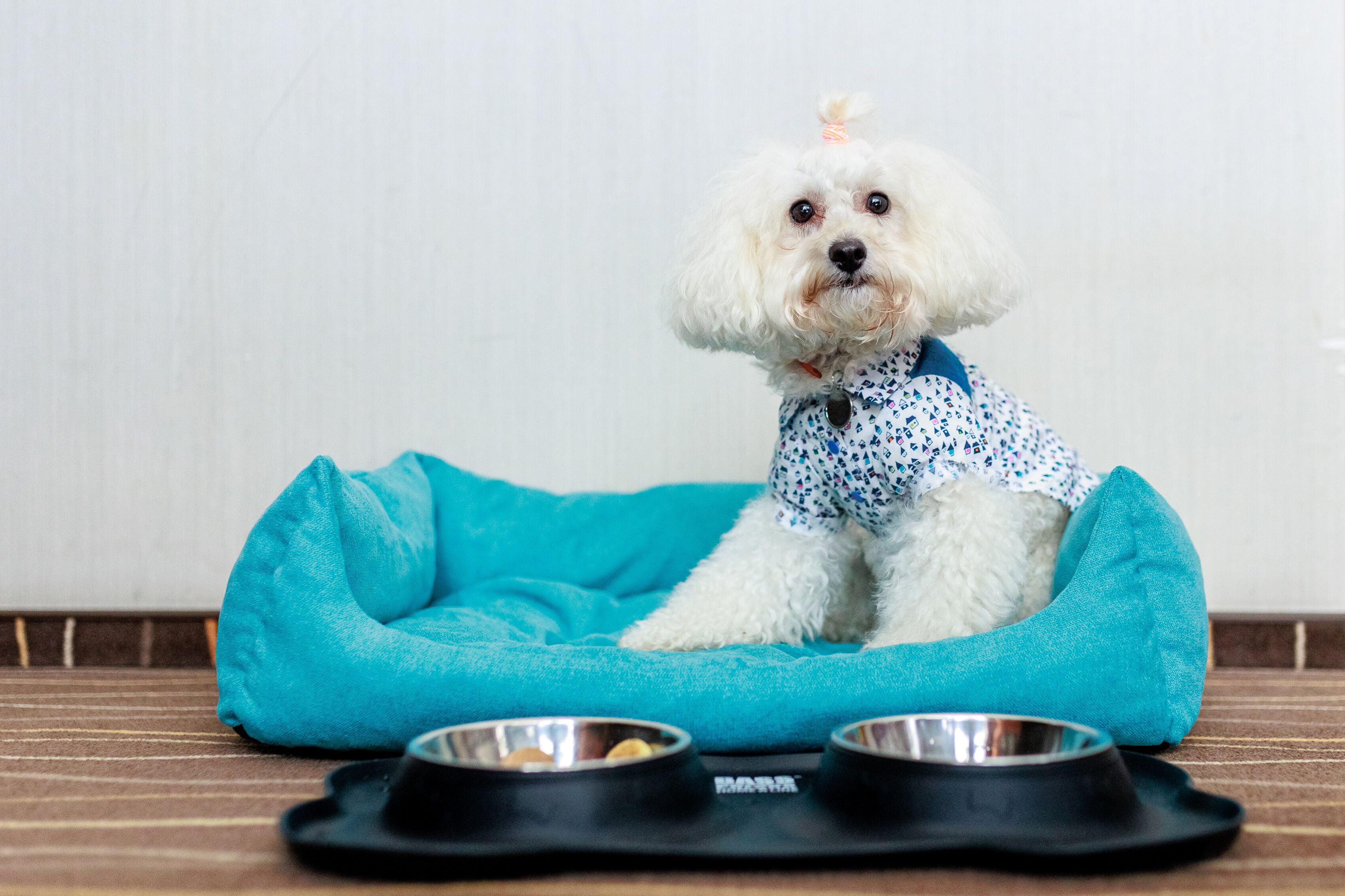 A small white dog in a blue pet bed with two metal bowls in front.