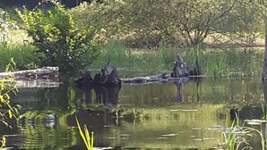 Un entorno tranquilo a orillas del río con un muelle de madera que se adentra en un cuerpo de agua en calma, rodeado de exuberante vegetación y árboles.