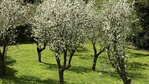 A landscape with blooming trees and a grassy field. - A l'Aube des Volcans (Charbonnières-les-Vieilles)