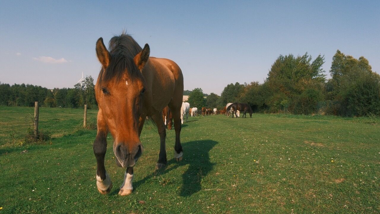 Un caballo en un campo con árboles al fondo.