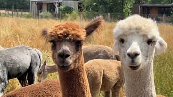 A group of alpacas in a grassy enclosure with a wooden structure in the background.