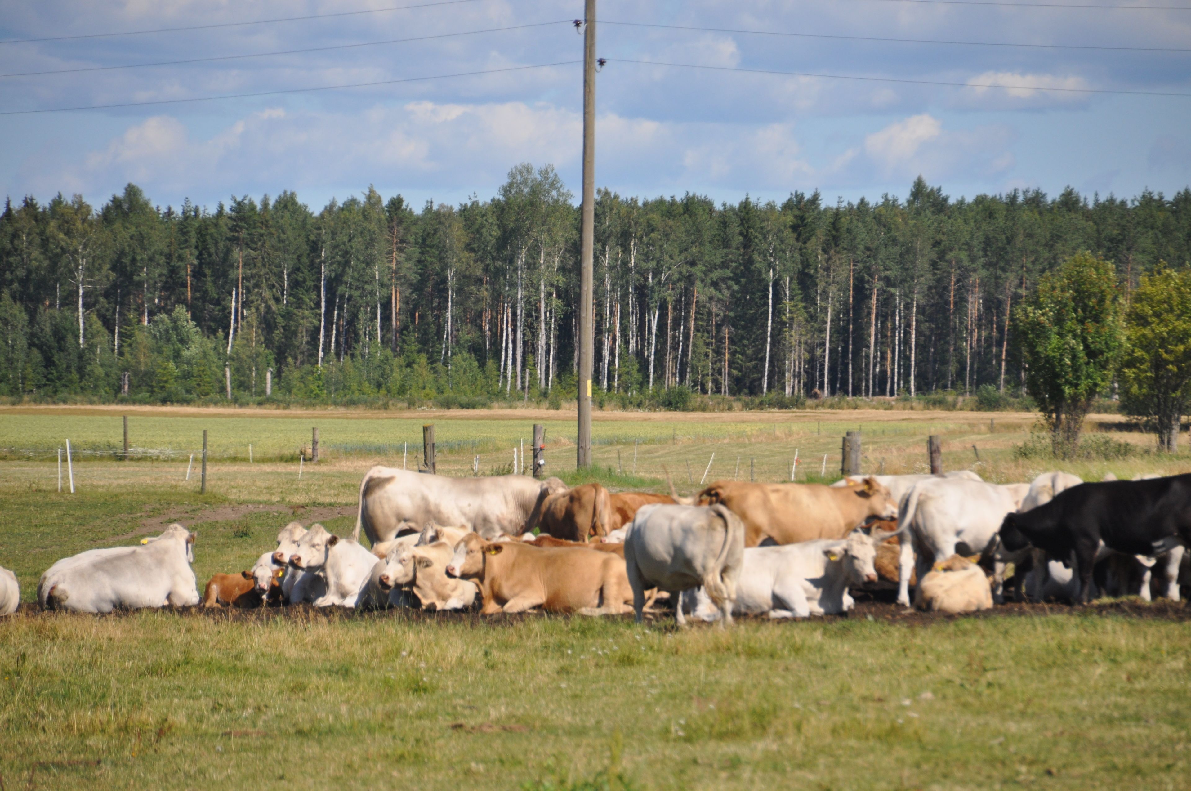 A herd of cows in a grassy field with a forest in the background.