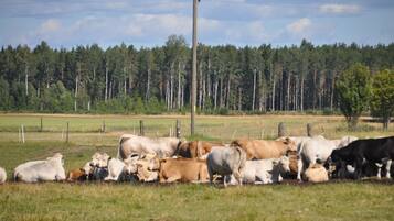 A herd of cows in a grassy field with a forest in the background.