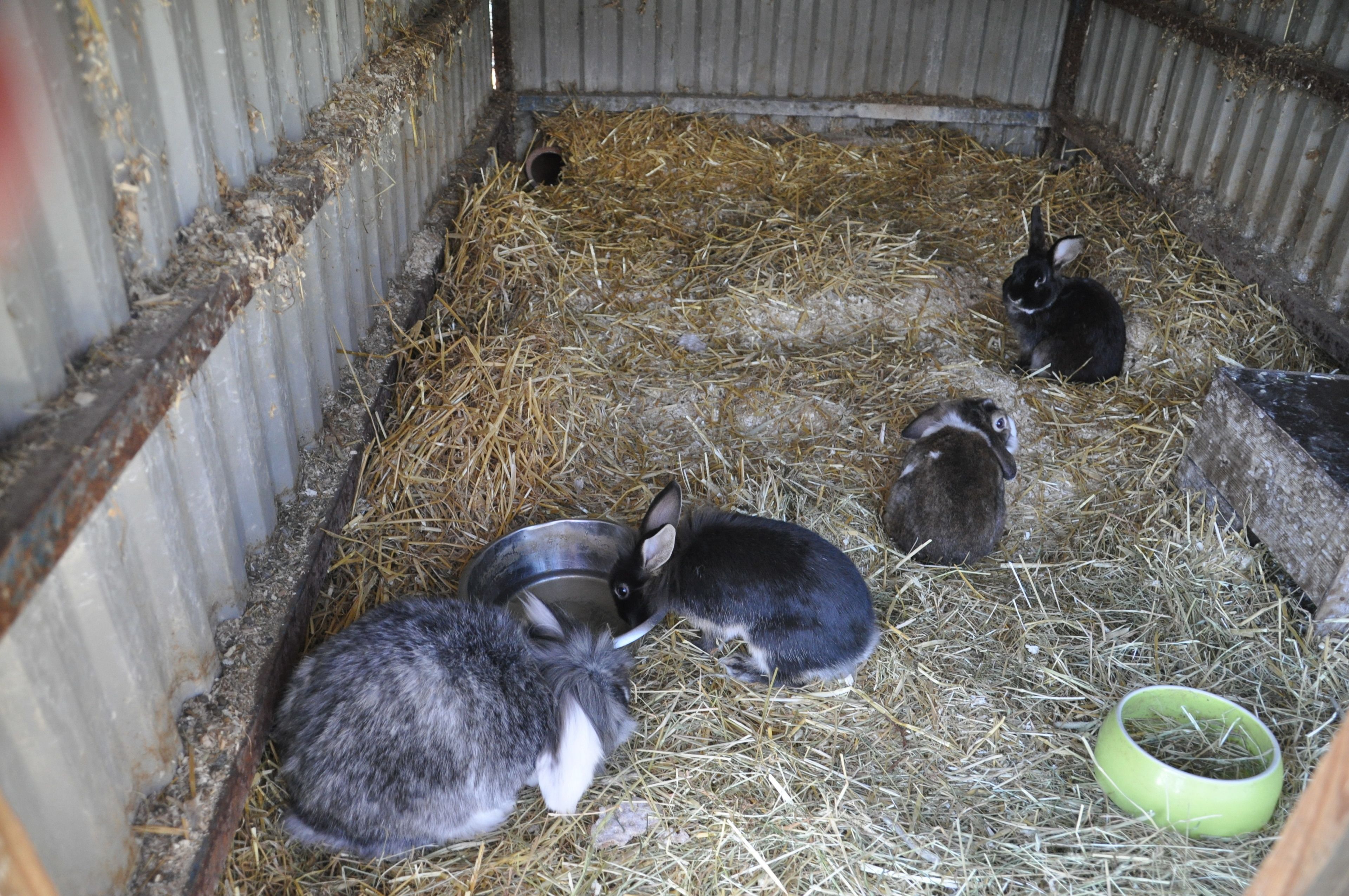 A rabbit enclosure with hay bedding and metal feeding bowls.