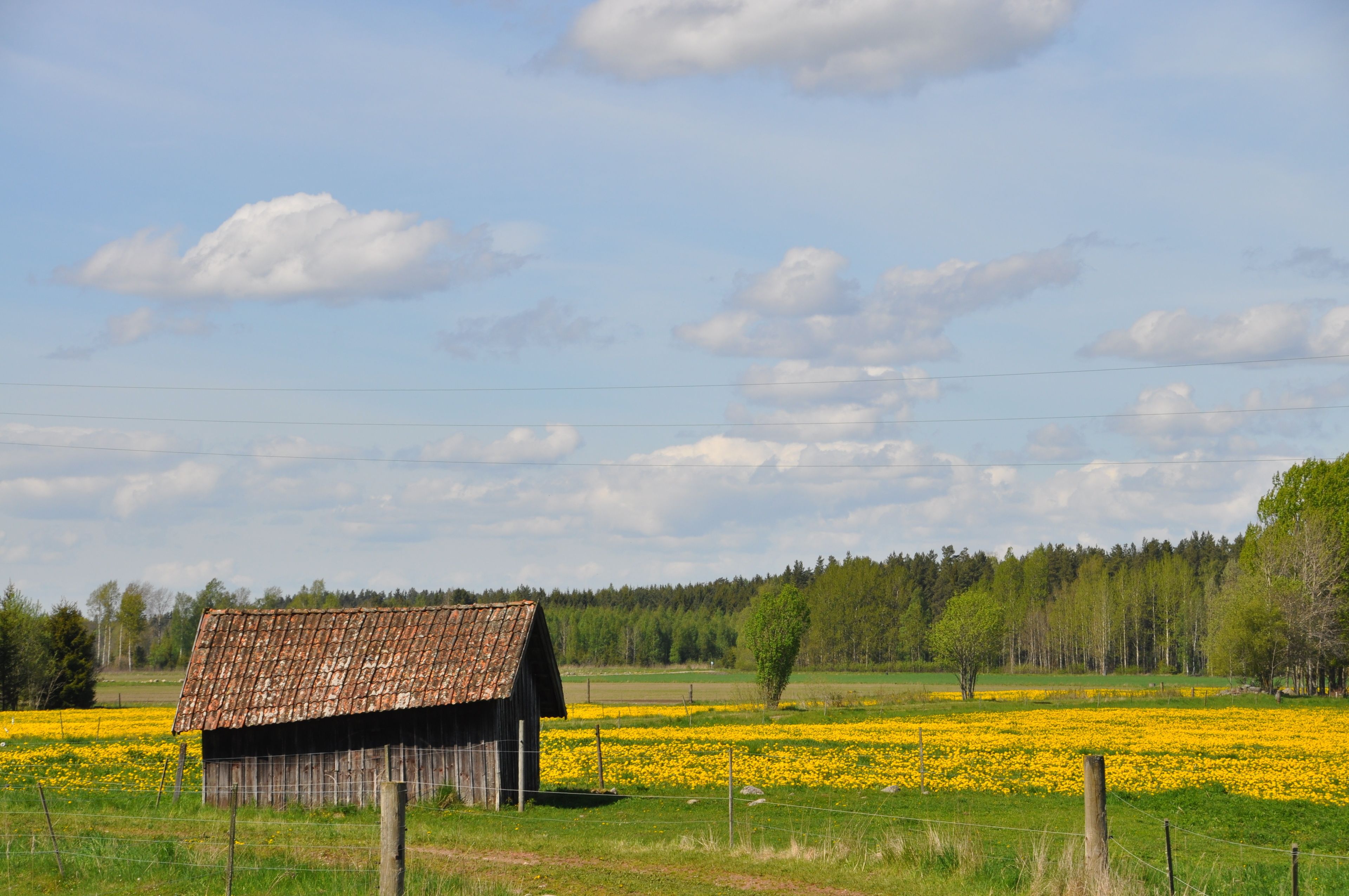 A rural landscape with a wooden barn, fields of yellow flowers, and a forest in the background.