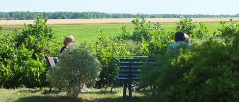 A bench in a lush green area with a view of a field and trees in the distance.
