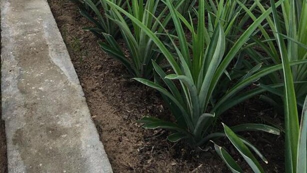 Uma estufa com fileiras de plantas.