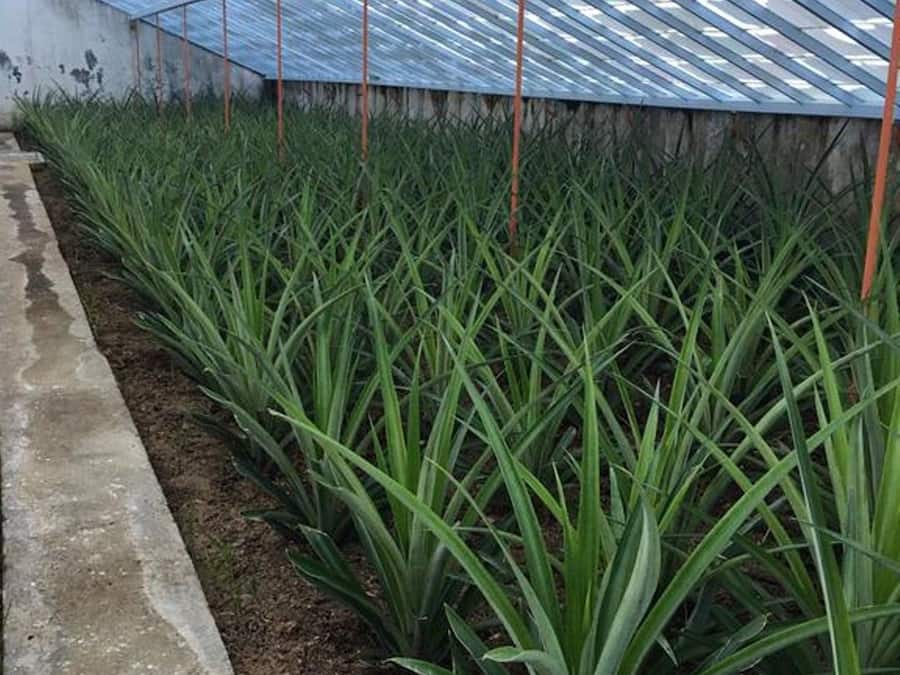 Área da propriedade