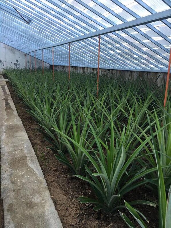 Áreas de la propiedad