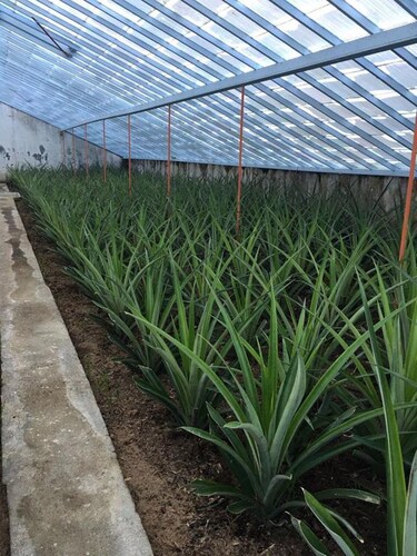 Azores Pedra Apartments