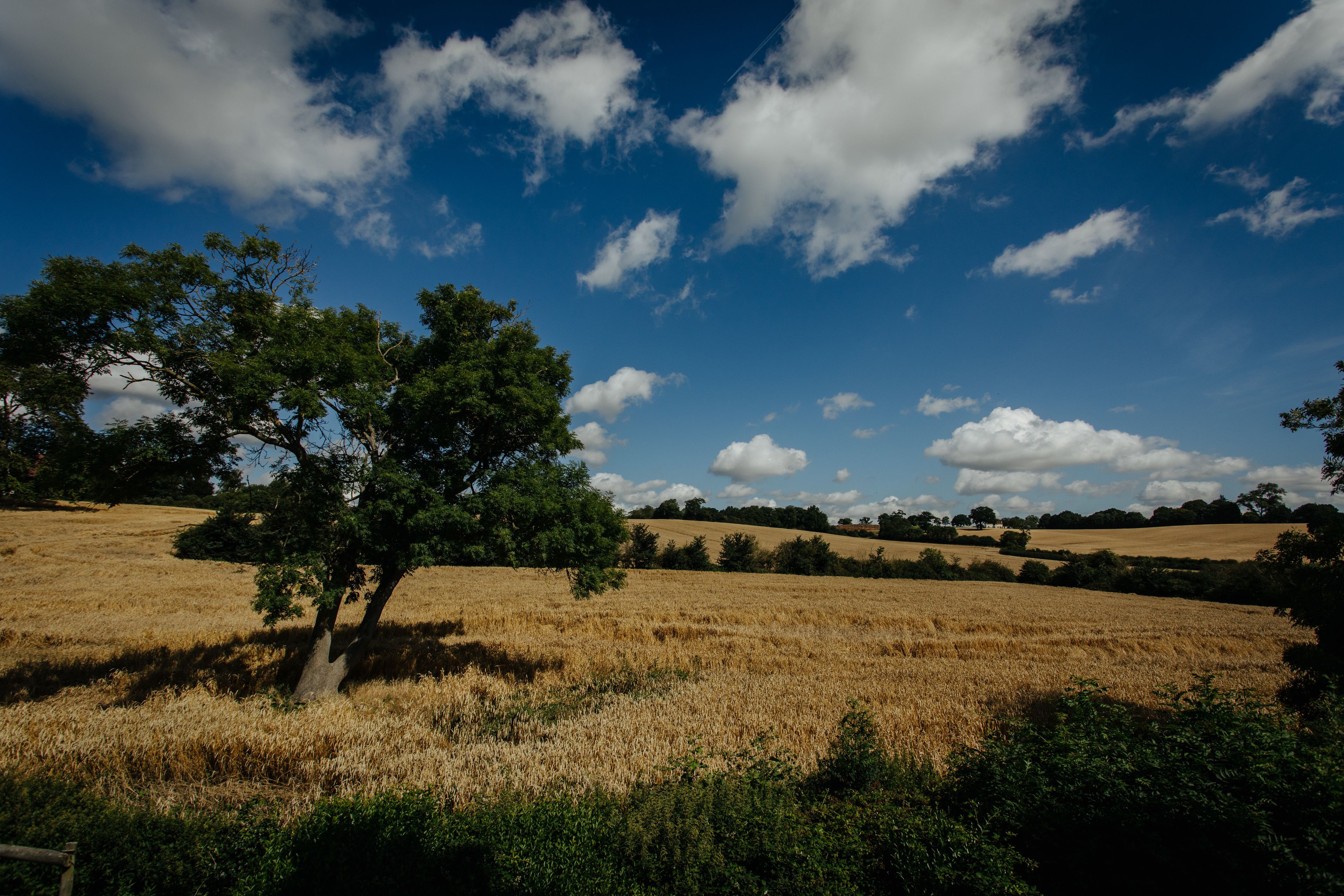 A field with a tree and a clear sky.
