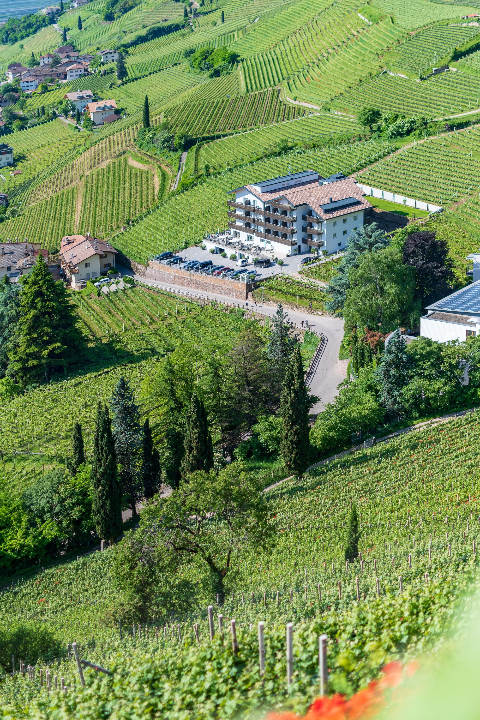 Un paisatge de vinyes amb files, un edifici amb teulada inclinada i un camí que hi convergeix.