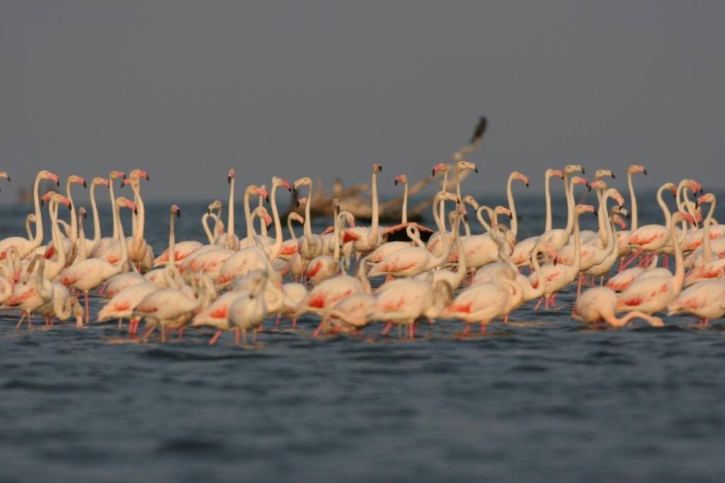 Un gran grupo de flamencos de pie en aguas poco profundas.