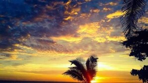 Ein Sonnenuntergang über dem Meer mit der Silhouette einer Palme.