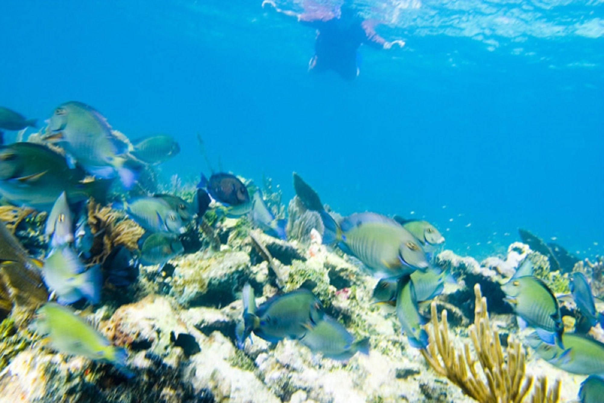 An underwater scene with various fish swimming around coral formations.