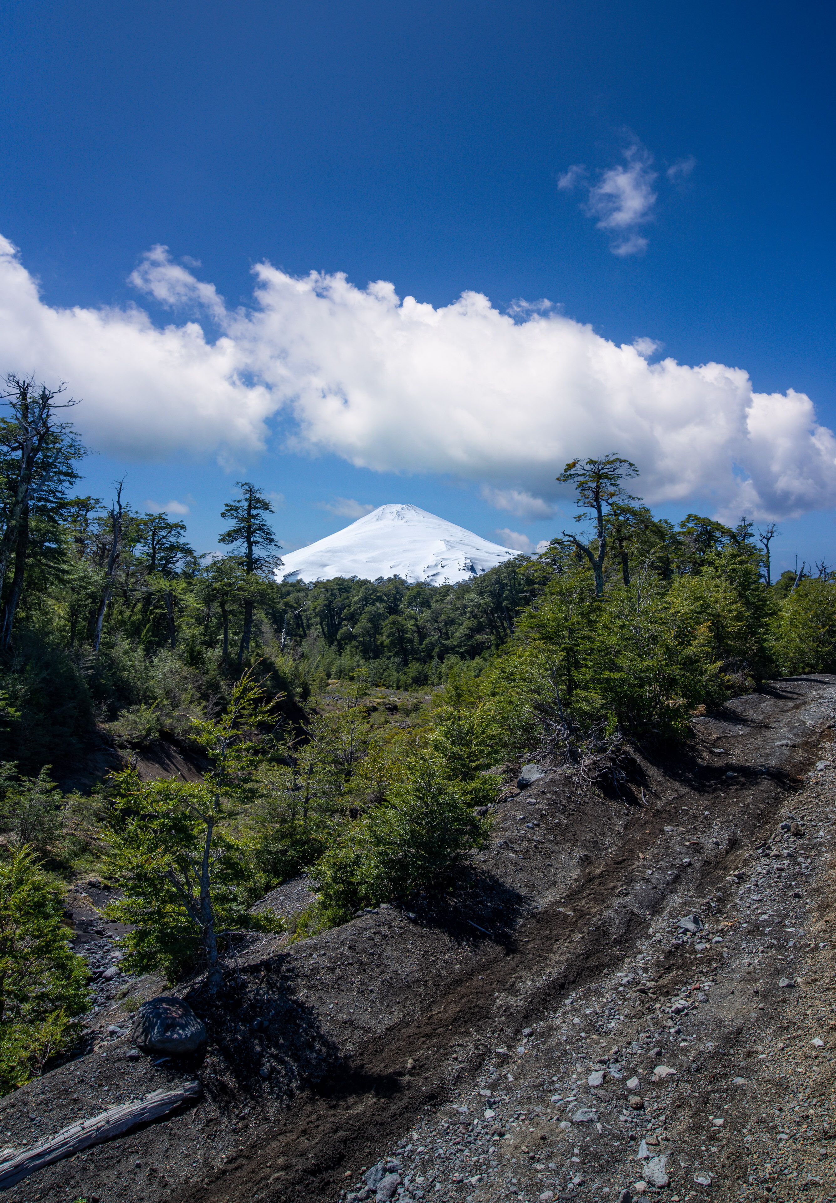 A mountainous landscape with a snow-capped peak, dense forest, and a dirt path.