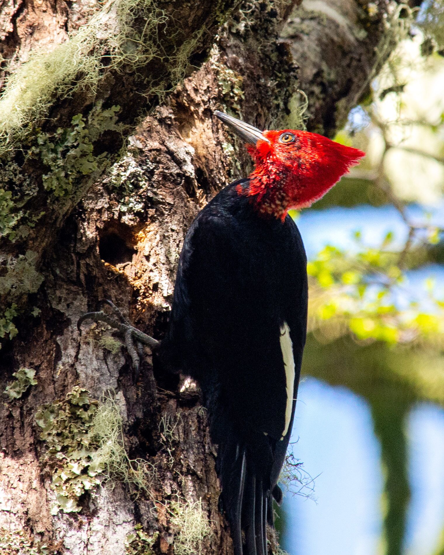 A bird perched on a tree with a hollow.