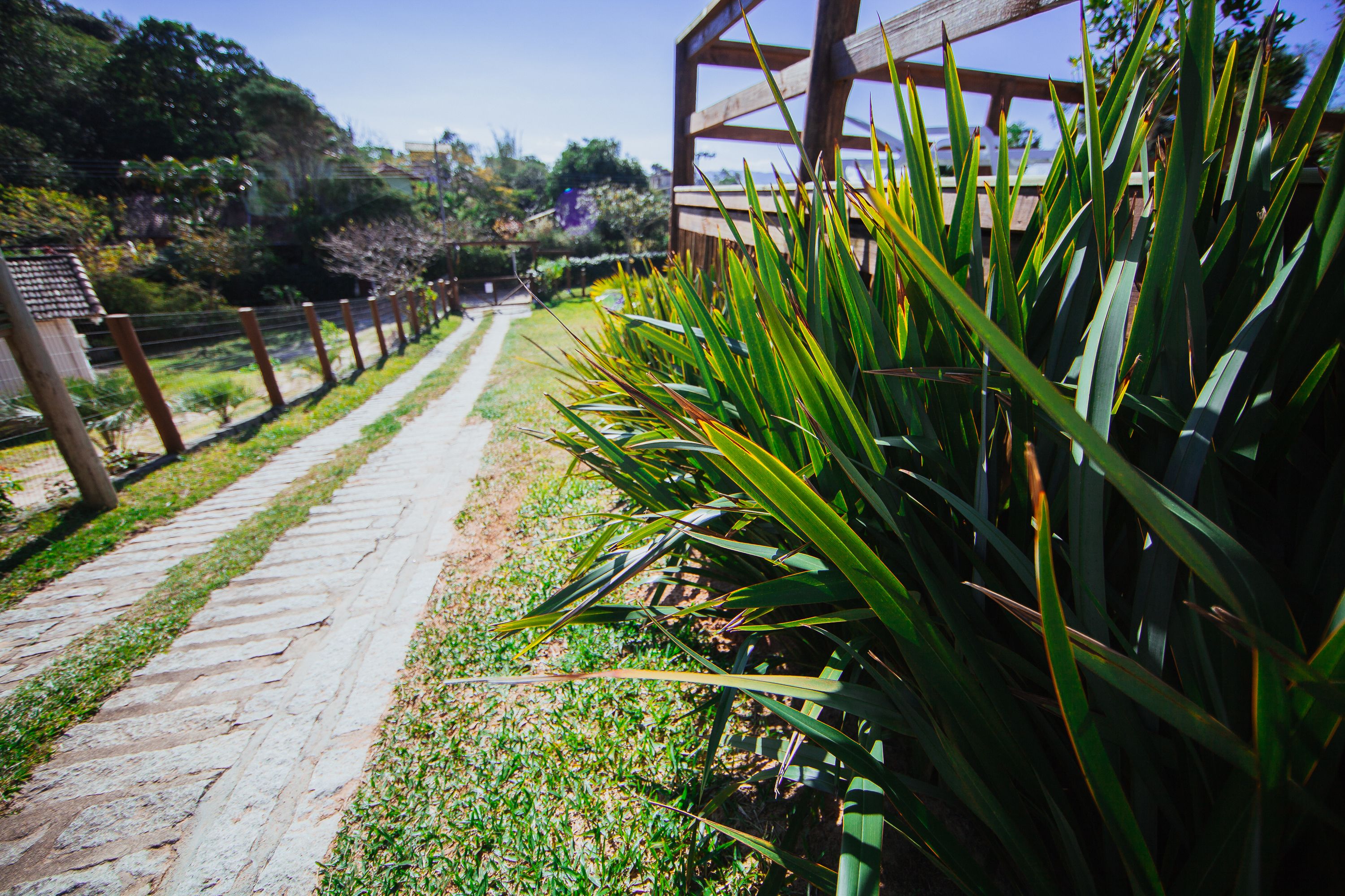 A pathway lined with green plants and a wooden fence.