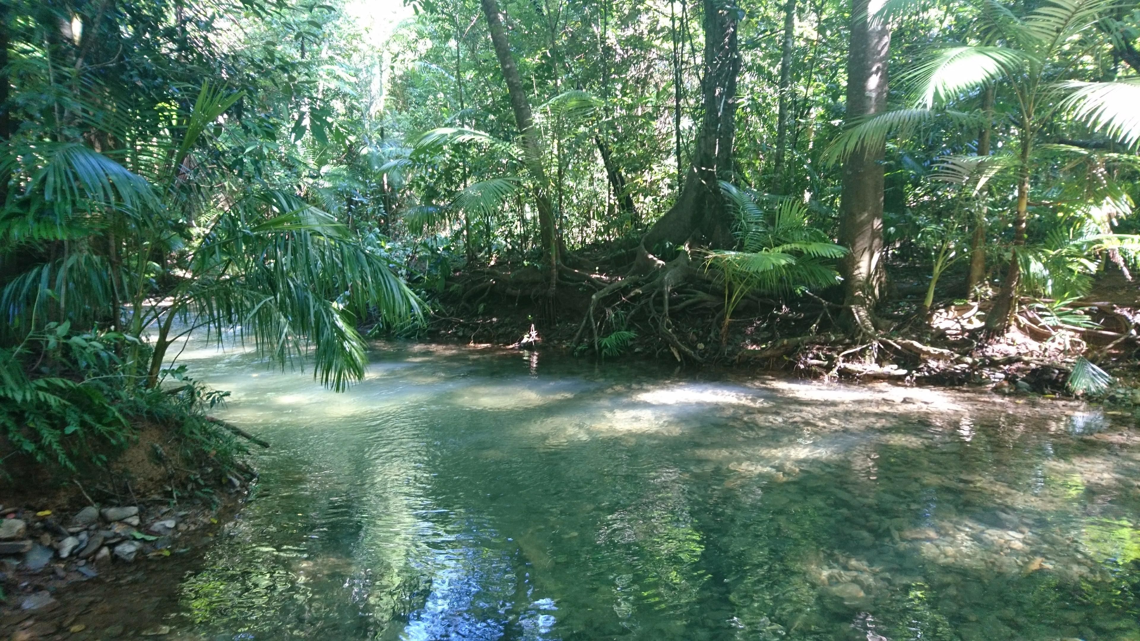 Une rivière aux eaux claires, bordée d’une végétation tropicale luxuriante.