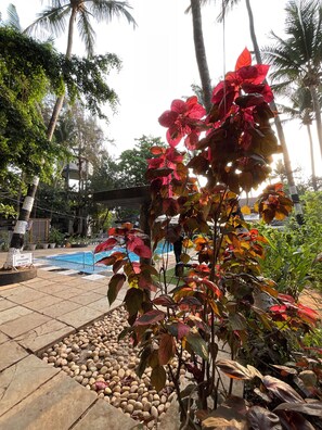 Outdoor pool, open 8:00 AM to 9:00 PM, free pool cabanas, pool umbrellas - Ondas Do Mar Beach Resort Phase 1 (Calangute)