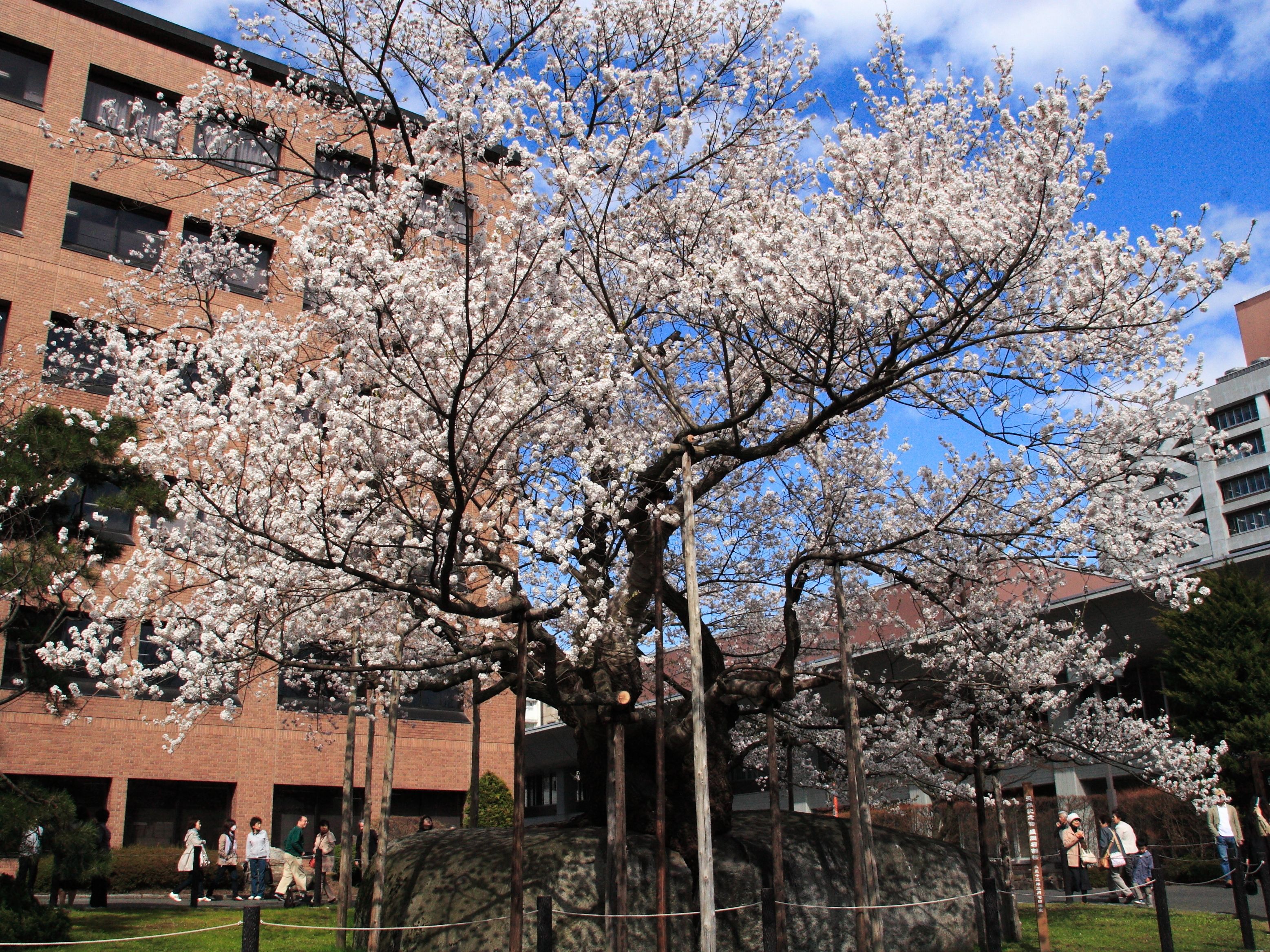 A cherry blossom tree in front of a brick building with multiple windows and balconies.