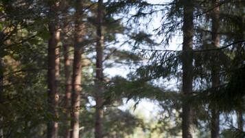A person riding a bicycle on a forest path.