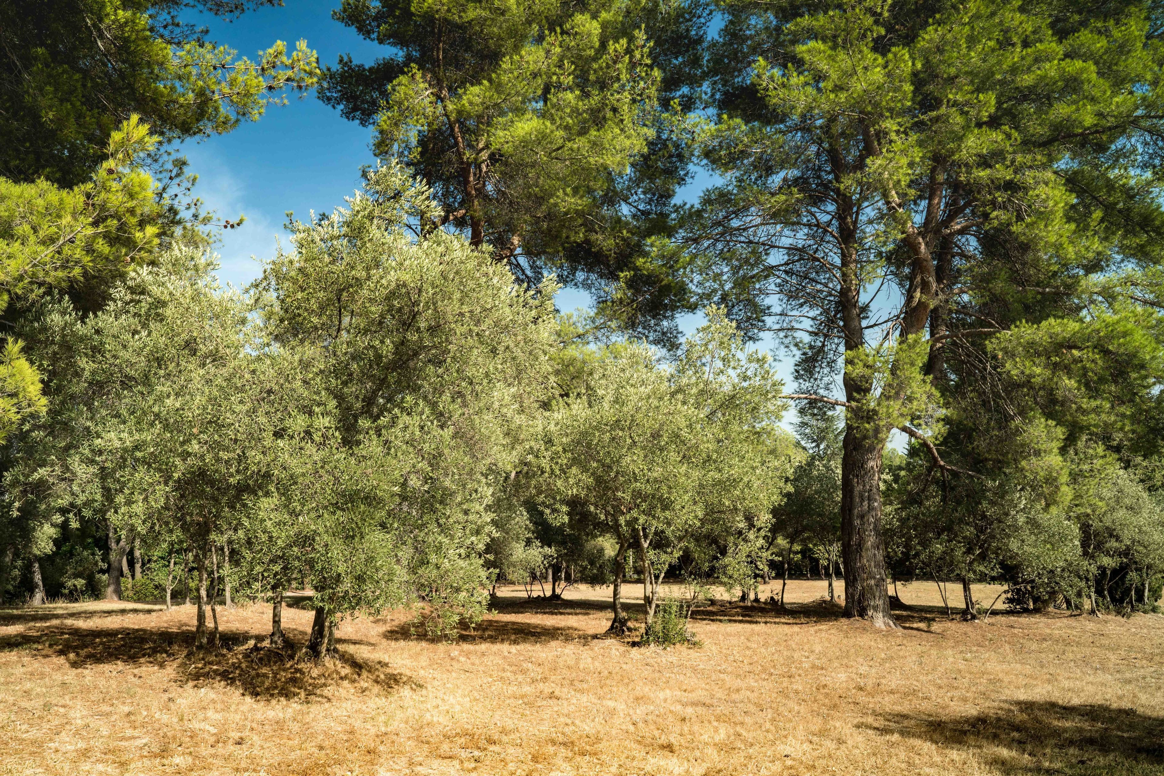 Photo - Domaine de Saint Clair