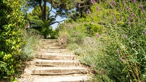 Una escalera de piedra rodeada de exuberante follaje y plantas con flores.