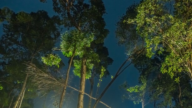 Une structure en bois surmontée d’un toit de chaume, entourée d’arbres et s’ouvrant sur un ciel dégagé.