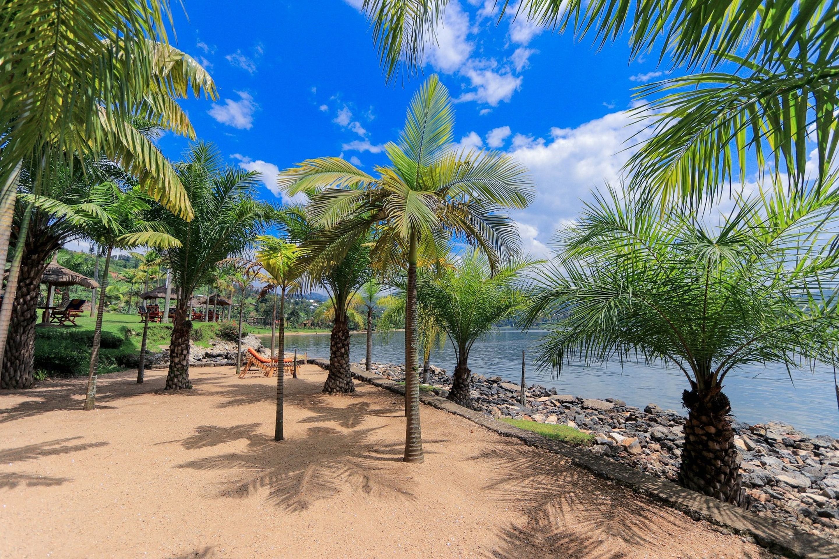 A beach with palm trees, a sandy path, and a lake.