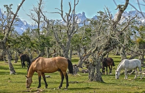 A group of horses grazing in a grassy field with trees and mountains in the background.