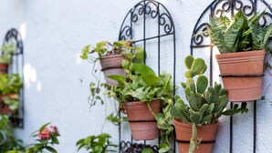 Potted plants on a white wall with metal window frames. - Merida Serviced Apartments (Mérida)