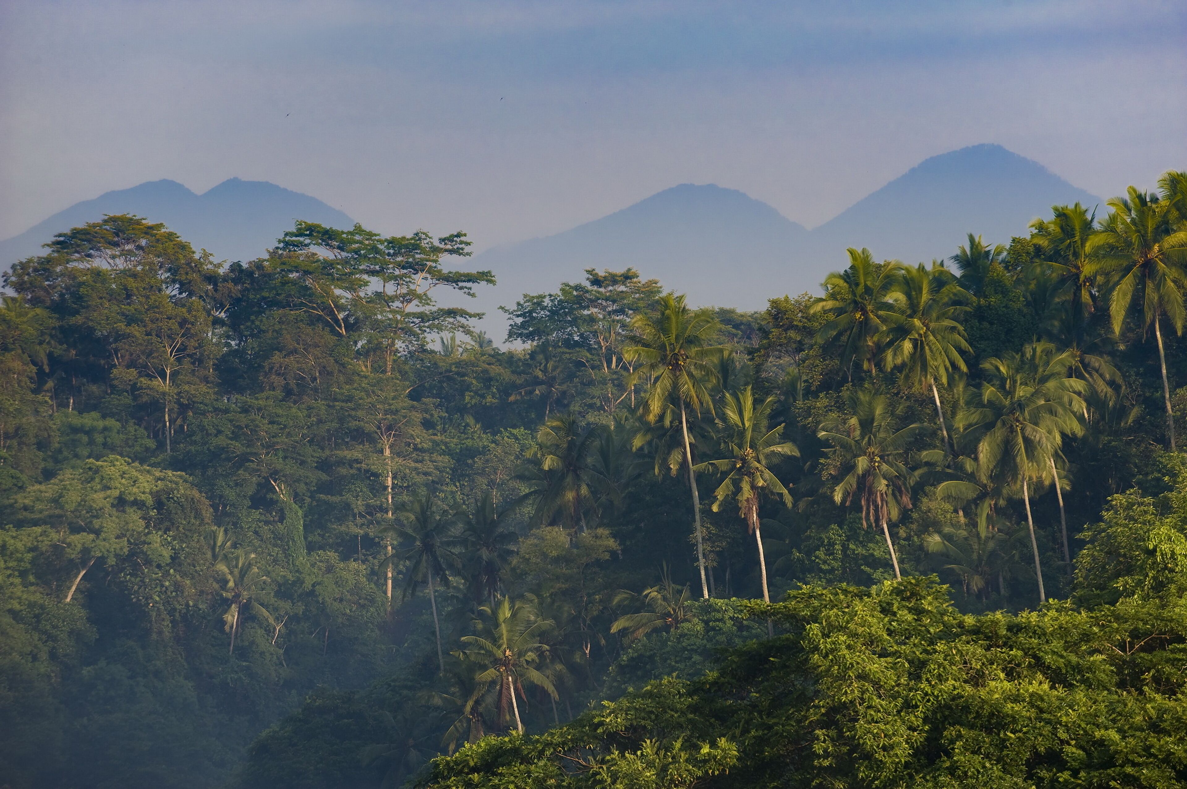 A dense forest with tall palm trees and a mountain range in the background.