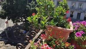 A balcony with potted plants and flowers, overlooking a street with buildings and a tree.