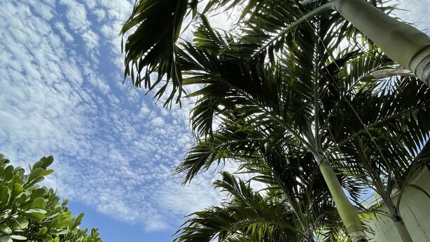 Udsigt til høje palmer og frodig vegetation mod en let overskyet himmel.