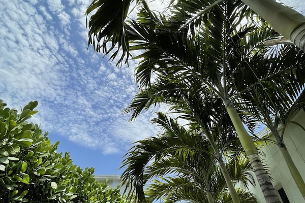 Palm trees for days!