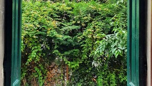 An open door leading to a lush garden with various plants and trees.