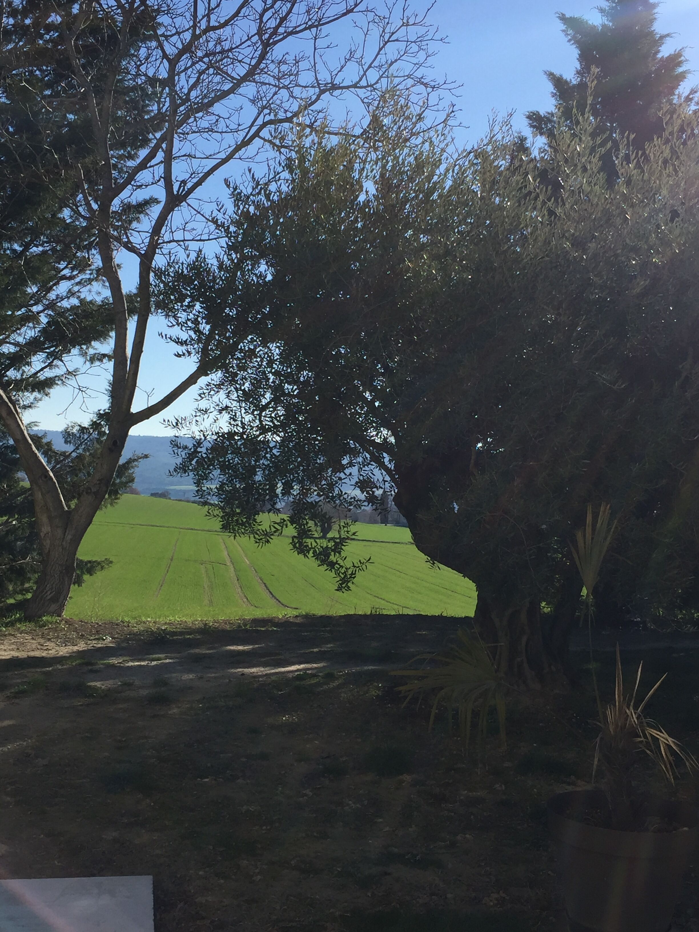 Paisaje rural con un camino de tierra que lleva a un campo verde, rodeado de árboles.