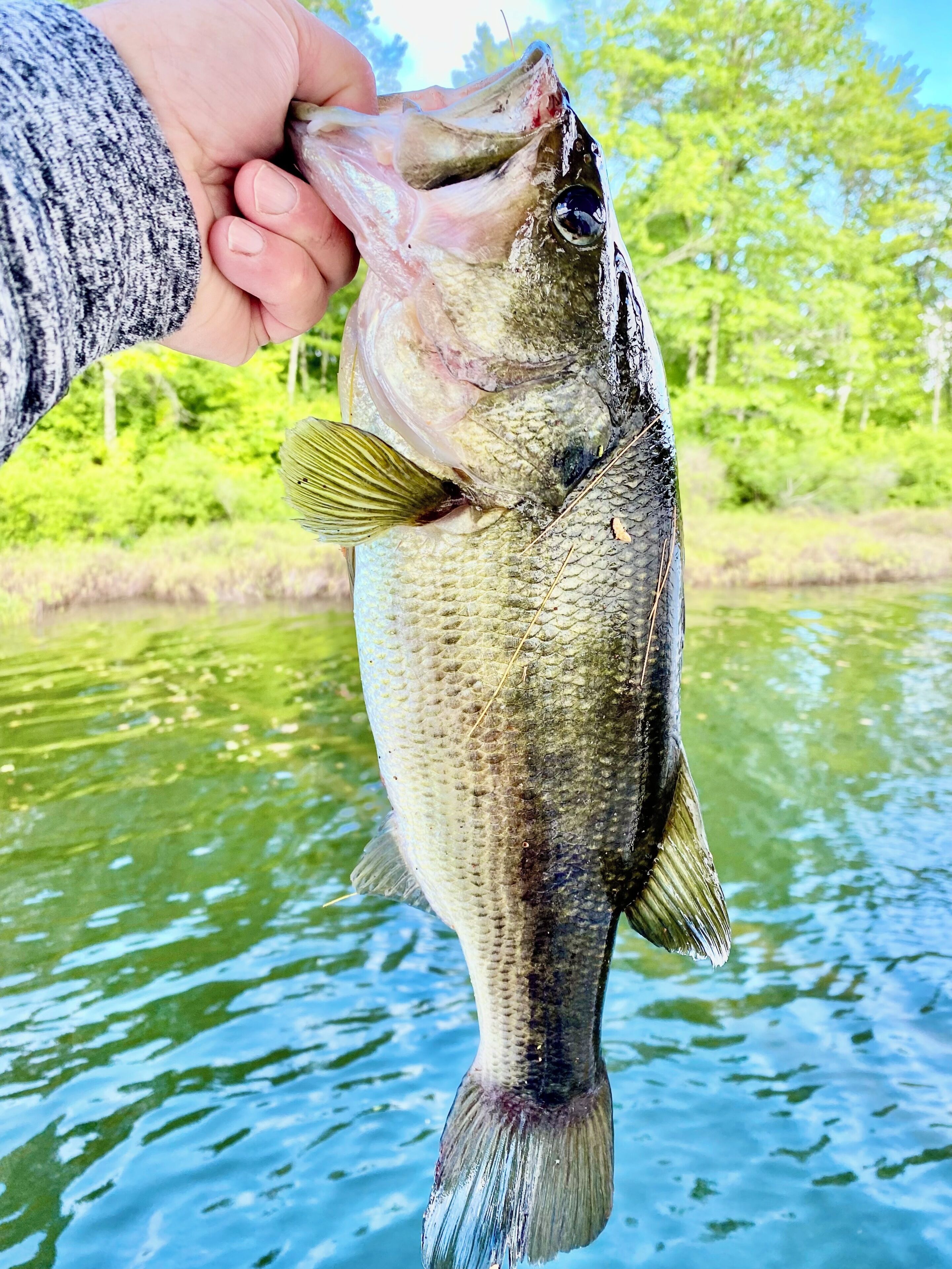 A person holding a fish with a clear view of a water body and greenery in the background.