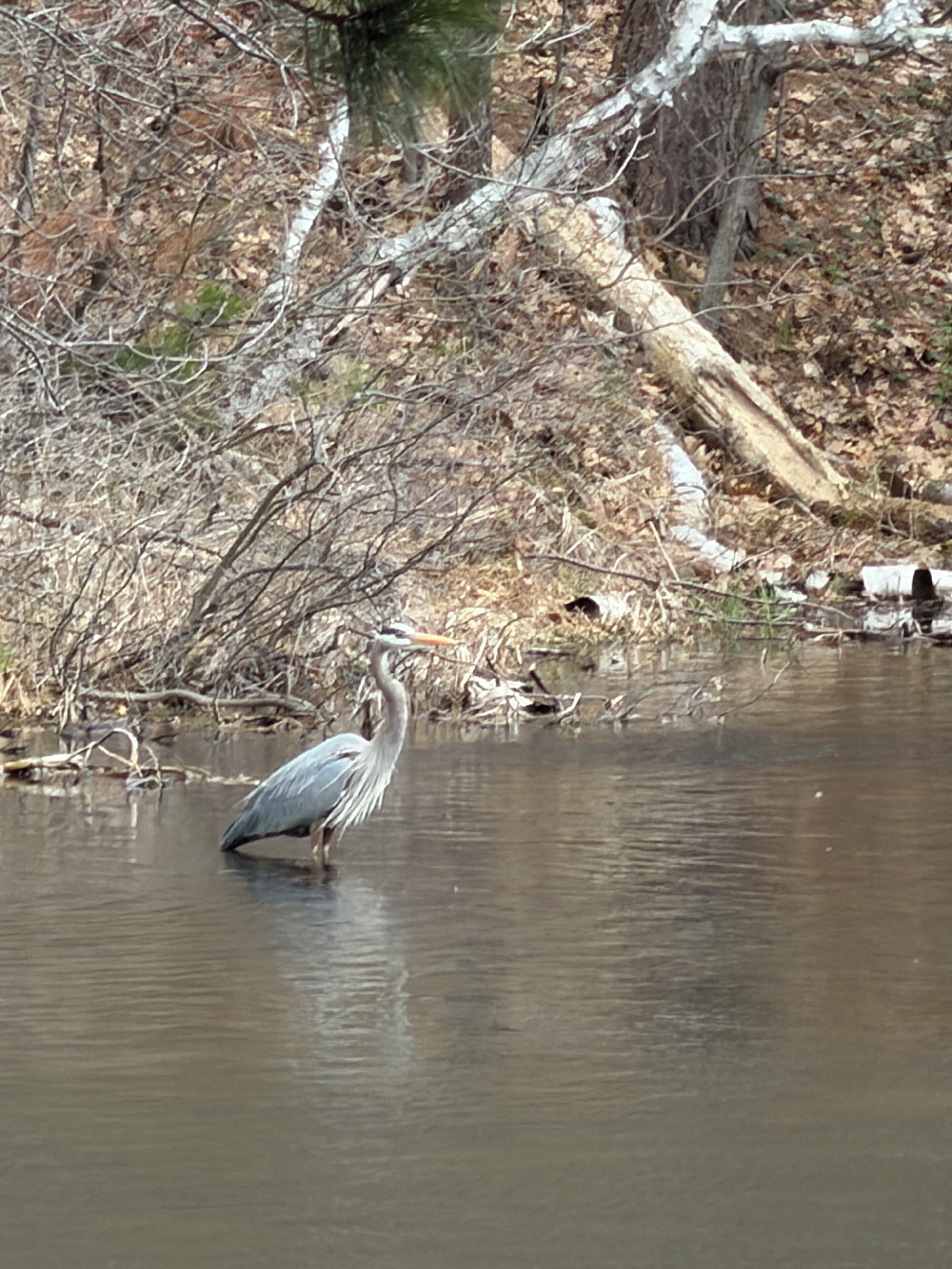 A bird standing in water with a forest background.