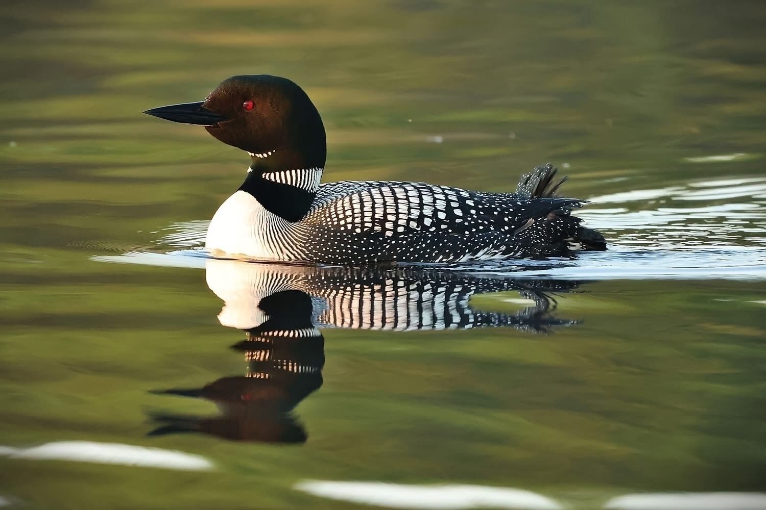 Ein Kauz schwimmt im Wasser.
