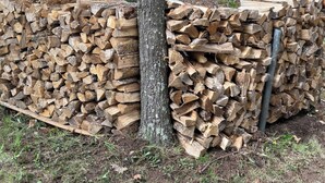 Ein Holzstoß an einem Baum, im Hintergrund ein Fahrzeug und Grünpflanzen.