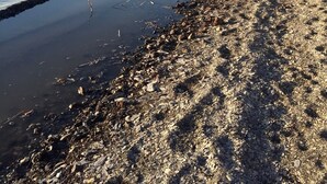 Eine felsige Küstenlinie mit ruhigem Wasser und einer Klippe im Hintergrund.