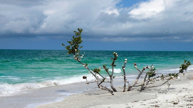 A beach with clear turquoise waters and a tree with white flowers. - SEA MAR CONDO: 19th Floor Penthouse South Seas Tower 4 With Awesome Views (Marco Island)