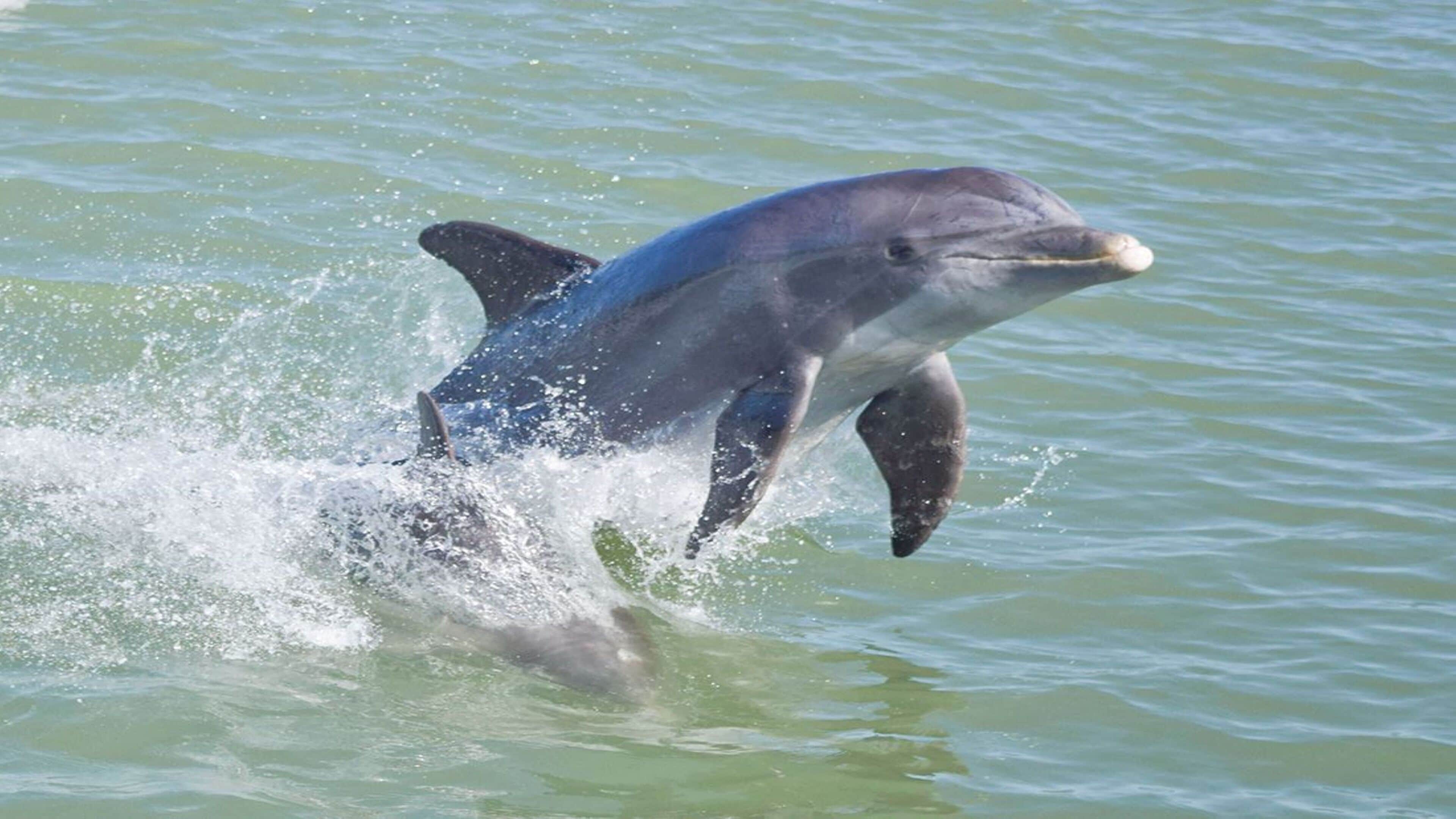 A dolphin jumping out of the water.