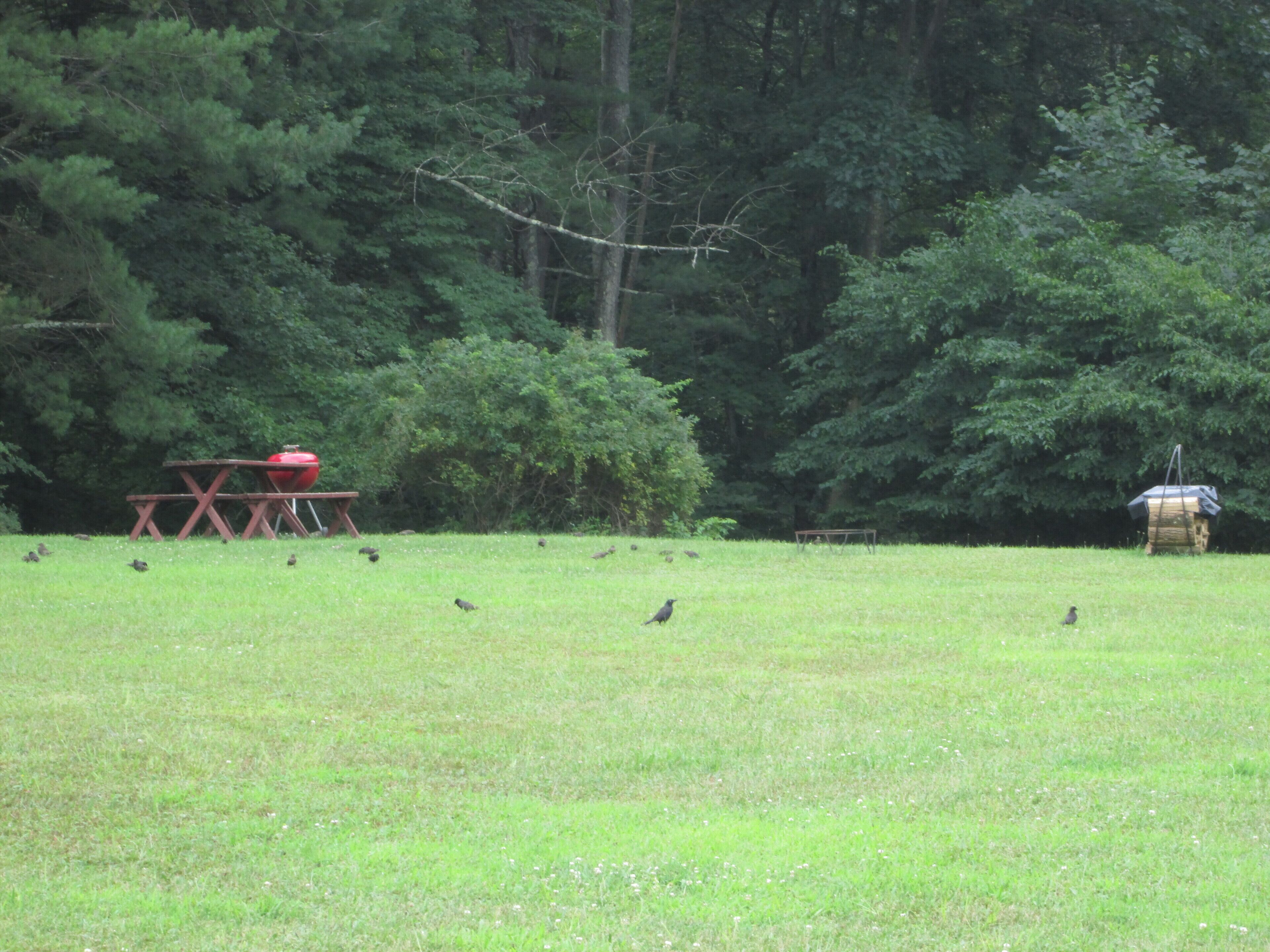 A grassy field with a picnic table and a bird feeder.