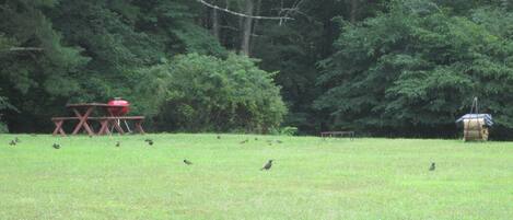 A grassy field with a picnic table and a bird feeder.