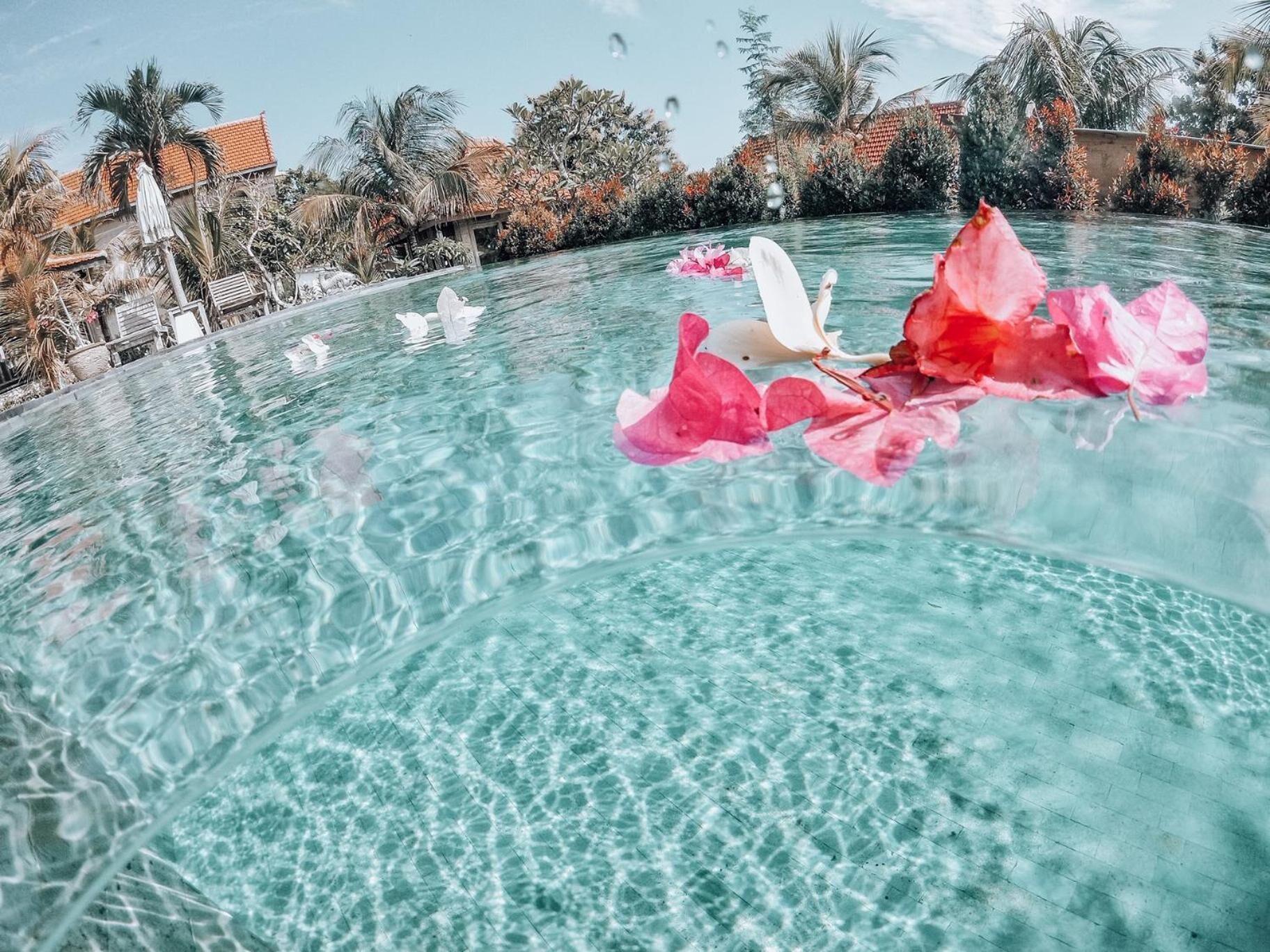 Una piscina cristalina con flores rosadas flotando en la superficie, rodeada de palmeras y un edificio con techo rojo.